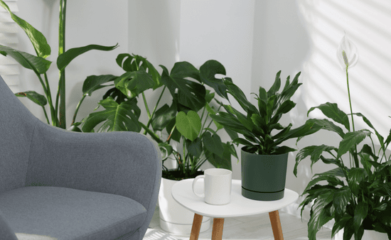 Bring Nature Indoors