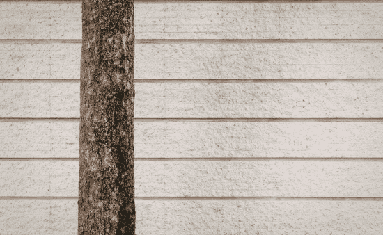 Mold, Mildew, And Rot