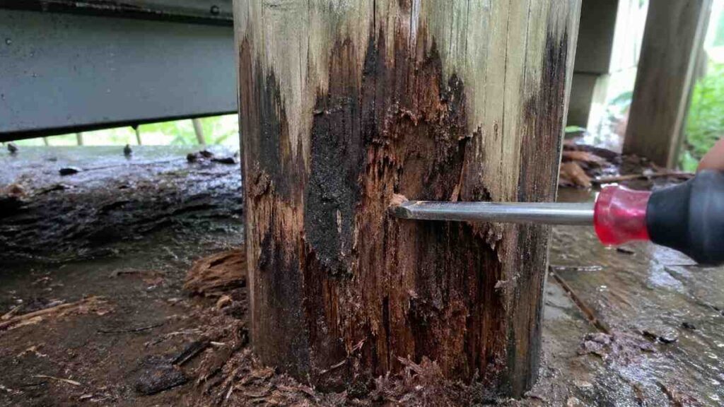 Soft Wood and Signs of Rot