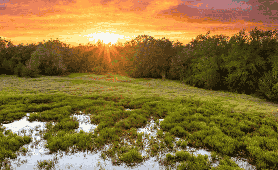 Florida Sun, Water, and Wildlife